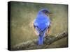 Bluebird Portrait-Jai Johnson-Stretched Canvas