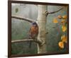 Bluebird Rain-Chris Vest-Framed Art Print