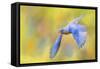 Bluebird Spring Flight-Jai Johnson-Framed Stretched Canvas