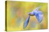 Bluebird Spring Flight-Jai Johnson-Stretched Canvas