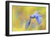 Bluebird Spring Flight-Jai Johnson-Framed Giclee Print