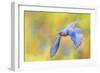 Bluebird Spring Flight-Jai Johnson-Framed Giclee Print