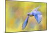 Bluebird Spring Flight-Jai Johnson-Mounted Giclee Print