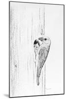 Bluebird Study-Rusty Frentner-Mounted Giclee Print