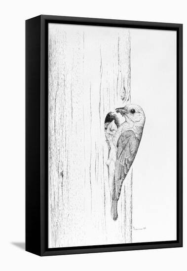 Bluebird Study-Rusty Frentner-Framed Stretched Canvas