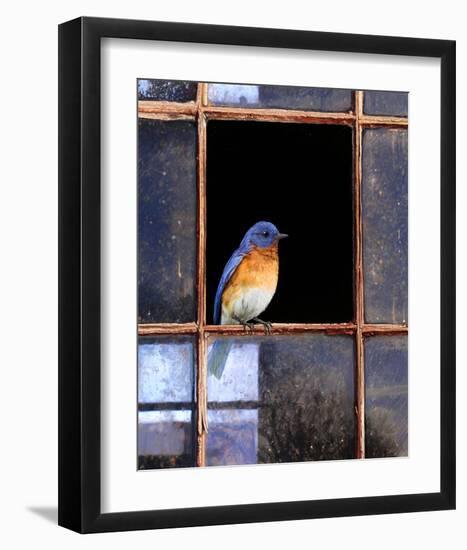 Bluebird Window-Chris Vest-Framed Art Print