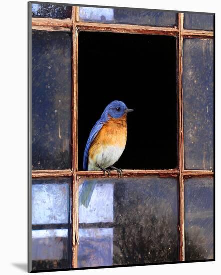 Bluebird Window-Chris Vest-Mounted Art Print