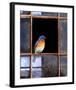 Bluebird Window-Chris Vest-Framed Art Print