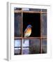 Bluebird Window-Chris Vest-Framed Art Print