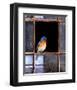 Bluebird Window-Chris Vest-Framed Art Print