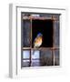 Bluebird Window-Chris Vest-Framed Art Print