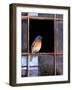 Bluebird Window-Chris Vest-Framed Art Print