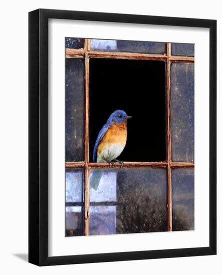 Bluebird Window-Chris Vest-Framed Art Print