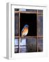 Bluebird Window-Chris Vest-Framed Art Print