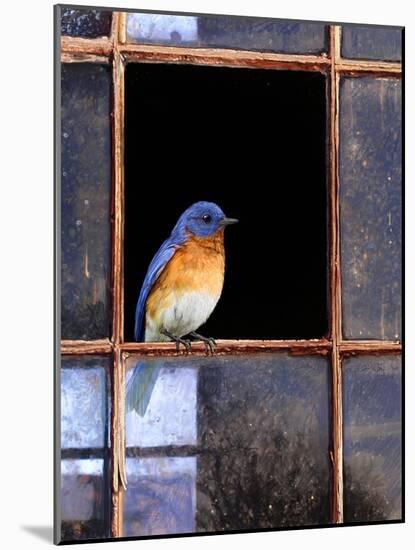 Bluebird Window-Chris Vest-Mounted Art Print