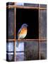 Bluebird Window-Chris Vest-Stretched Canvas