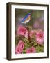 Bluebird with Hibiscus-William Vanderdasson-Framed Giclee Print