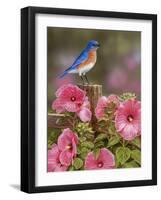 Bluebird with Hibiscus-William Vanderdasson-Framed Giclee Print