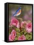 Bluebird with Hibiscus-William Vanderdasson-Framed Stretched Canvas