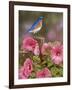 Bluebird with Hibiscus-William Vanderdasson-Framed Giclee Print