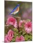 Bluebird with Hibiscus-William Vanderdasson-Mounted Giclee Print