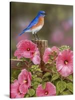 Bluebird with Hibiscus-William Vanderdasson-Stretched Canvas