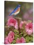 Bluebird with Hibiscus-William Vanderdasson-Stretched Canvas