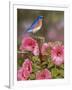 Bluebird with Hibiscus-William Vanderdasson-Framed Giclee Print