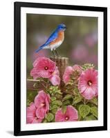 Bluebird with Hibiscus-William Vanderdasson-Framed Giclee Print