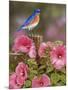 Bluebird with Hibiscus-William Vanderdasson-Mounted Giclee Print