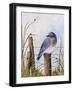 Bluebird-Debbi Wetzel-Framed Giclee Print