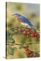 Bluebird-William Vanderdasson-Stretched Canvas