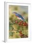 Bluebird-William Vanderdasson-Framed Giclee Print