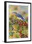 Bluebird-William Vanderdasson-Framed Giclee Print