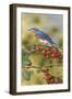 Bluebird-William Vanderdasson-Framed Giclee Print