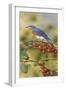 Bluebird-William Vanderdasson-Framed Giclee Print
