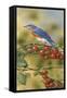 Bluebird-William Vanderdasson-Framed Stretched Canvas