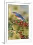 Bluebird-William Vanderdasson-Framed Giclee Print