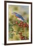 Bluebird-William Vanderdasson-Framed Giclee Print