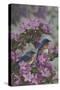 Bluebirds and Spring Blossoms-Jeffrey Hoff-Stretched Canvas