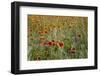 Bluebonnet and Fire Wheel wildflowers, Uvalde, Texas-Larry Ditto-Framed Photographic Print