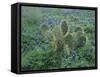 Bluebonnet and Texas Prickly Pear Cactus, New Braunfels, Texas, USA-Rolf Nussbaumer-Framed Stretched Canvas