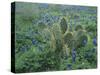 Bluebonnet and Texas Prickly Pear Cactus, New Braunfels, Texas, USA-Rolf Nussbaumer-Stretched Canvas