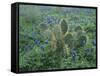 Bluebonnet and Texas Prickly Pear Cactus, New Braunfels, Texas, USA-Rolf Nussbaumer-Framed Stretched Canvas