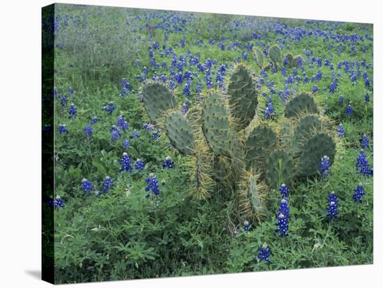 Bluebonnet and Texas Prickly Pear Cactus, New Braunfels, Texas, USA-Rolf Nussbaumer-Stretched Canvas