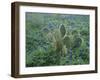 Bluebonnet and Texas Prickly Pear Cactus, New Braunfels, Texas, USA-Rolf Nussbaumer-Framed Photographic Print