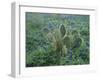 Bluebonnet and Texas Prickly Pear Cactus, New Braunfels, Texas, USA-Rolf Nussbaumer-Framed Photographic Print