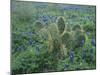 Bluebonnet and Texas Prickly Pear Cactus, New Braunfels, Texas, USA-Rolf Nussbaumer-Mounted Photographic Print