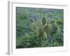 Bluebonnet and Texas Prickly Pear Cactus, New Braunfels, Texas, USA-Rolf Nussbaumer-Framed Photographic Print