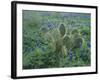 Bluebonnet and Texas Prickly Pear Cactus, New Braunfels, Texas, USA-Rolf Nussbaumer-Framed Photographic Print